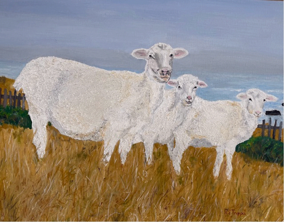 Sheep