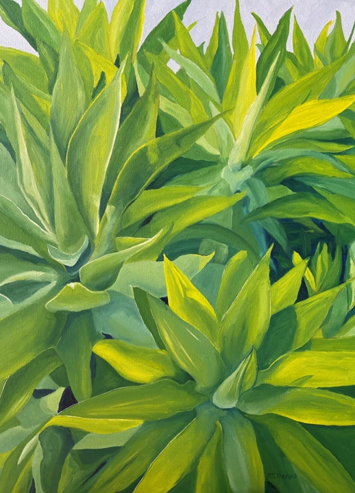 Agave
